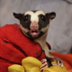 Image for article titled Rodents of Unusual Size Found in Volcanic Lost World